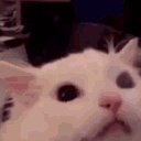 :EVs_02catrageuwu: